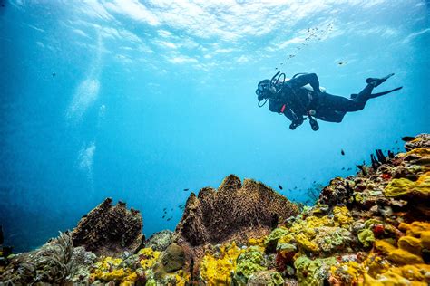 Diving Deep into Tem Stock: A Comprehensive Guide